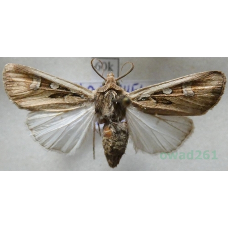 Euxoa mendelis Fernández, 1915 Spain60k